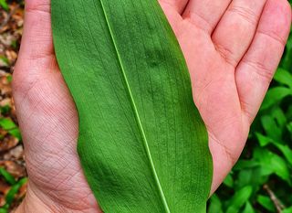 Branje medvjeđeg luka u Gorskom kotaru - 11