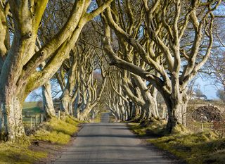 Dark Hedges - 3