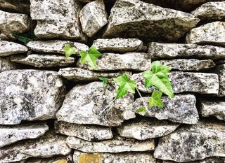 Suživot kamena i biljaka u Vodnjanštini