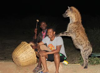 Hranjenje hijena u Hararu, Etiopija - 2
