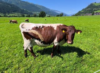 Zell am See - 3