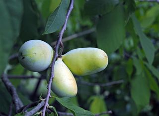 Indijanska banana u Donjoj Bistri na plantaži Ivana Šuloga - 5