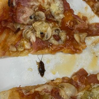 Studenti su u pizzi iz menze pronašli žohare