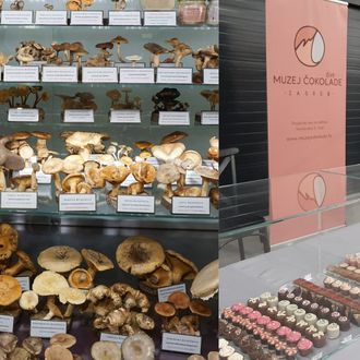 Muzej gljiva i Muzej čokolade u Zagrebu
