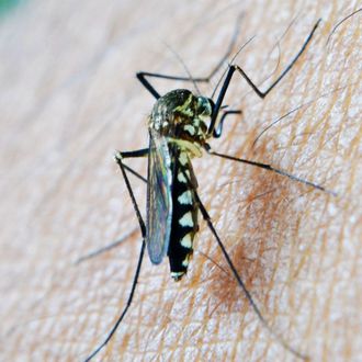 Zanimljivosti o komarcima