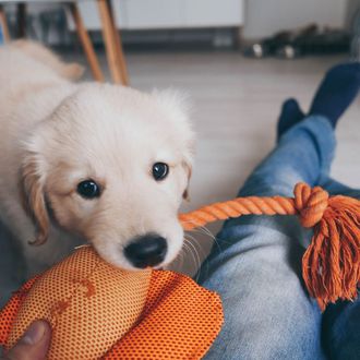 Pas se igra s igračkom od tkanine