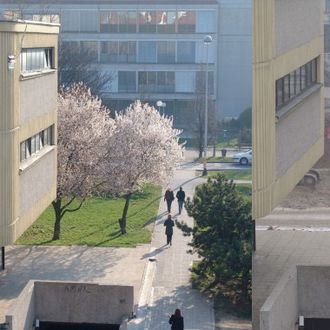 Sjećate li se ovih stabala? Evo kako su Sveučilišna aleja i pothodnik 'ubili' dva ljepotana kraj Filozofskog fakulteta FOTO