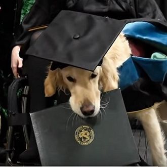 Otopit ćete se od slatkoće: Pas dobio fakultetsku diplomu na promociji VIDEO