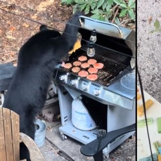 Medvjed je upao na roštilj nepozvan