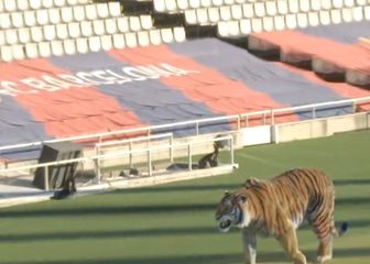 Tigar na travnjaku Barcelone