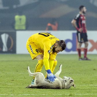 Pas na travnjaku Europske lige (Foto: AFP)