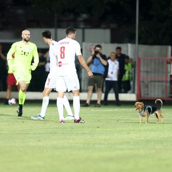 Pas utrčao na teren u Mostaru