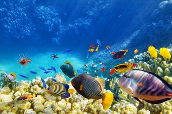 Koraljni greben (Foto: Guliver/Thinkstock)
