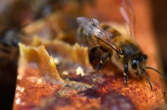 Pčela, ilustracija (Foto: AFP)