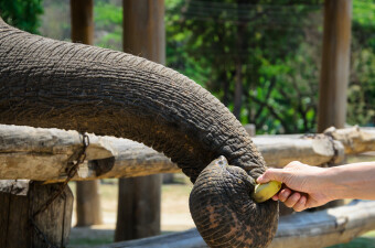 Slon i banana, ilustracija