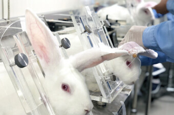 Laboratorijski zečevi