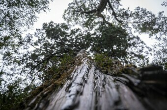 Najstarije drvo na svijetu, patagonijski čempres zvan Pradjed - 5