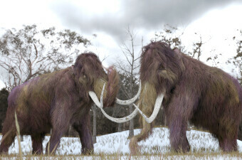 Vunasti mamut, ilustracija