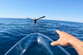 Neobičan susret s grbavim kitom