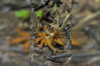 Tarantula zaražena Cordyceps gljivicom