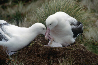 Albatros, ilustracija