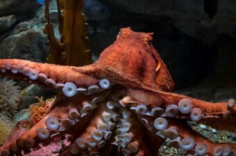 Velika pacifička hobotnica
