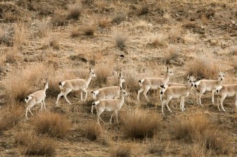 Tibetanske antilope