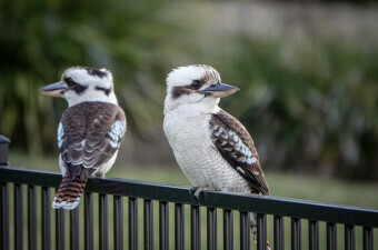 Kukubara (Kookaburra)