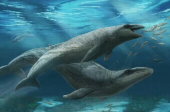 Janjucetus dullardi