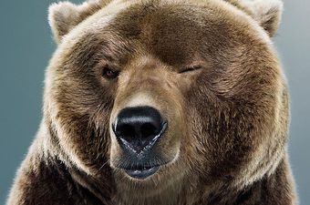 6 stvari koje vam trebaju kako biste postali pravi medvjed