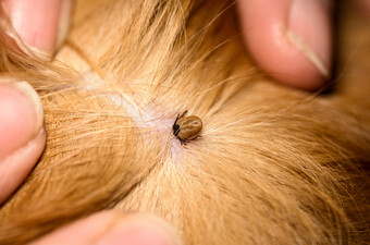 Lrpelj otkriven na psu