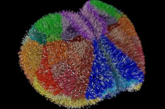 Simulacija mozga miša