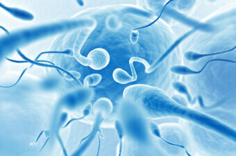 Spermiji i jajna stanica, ilustracija