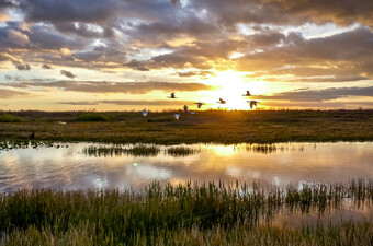 Močvara, ilustracija