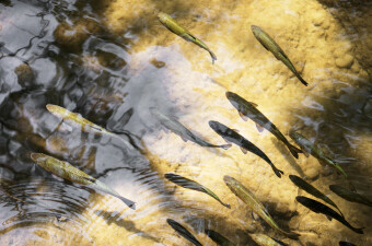 Riba u rijeci, ilustracija