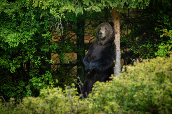 Medvjed se češe o drvo
