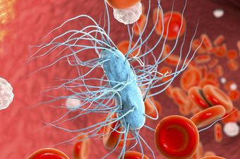 Escherichia coli