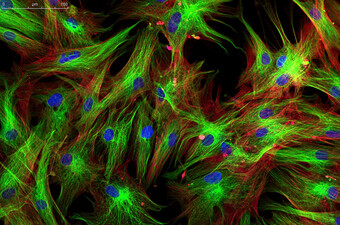 Fuorescentne stanice, ilustracija