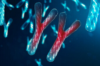 Y kromosom