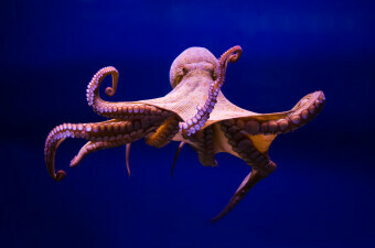 Hobotnica, ilustracija