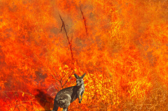 Šumski požar u Australiji, ilustracija