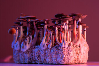 Čarobne gljive