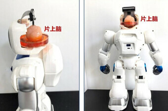 Kineski robot s uzgojenim ljudskim mozgom