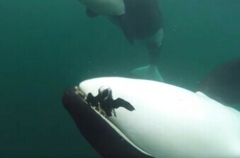 Orka nudi hranu ljudima
