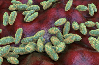 Yersinija pestis, bakterija kuge, ilustracija