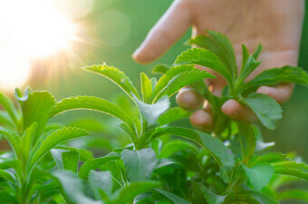 Biljka stevia