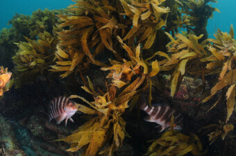 Posidonia australis, morska trava