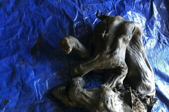 Mladunče vunastog mamuta pronađeno u Kanadi