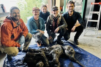 Ekipa koja je pronašla mladunče vunastog mamuta