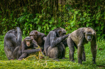 Čimpanze